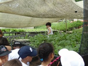 Escola Arco Iris Visita ao Horto Hidroponico  Camaçari-Ba