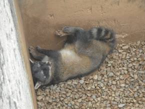 Escola Padre Braulinho - Zoo e Parque