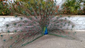 Passeio ao Zoologico com Escola Girassol 120 alunos.